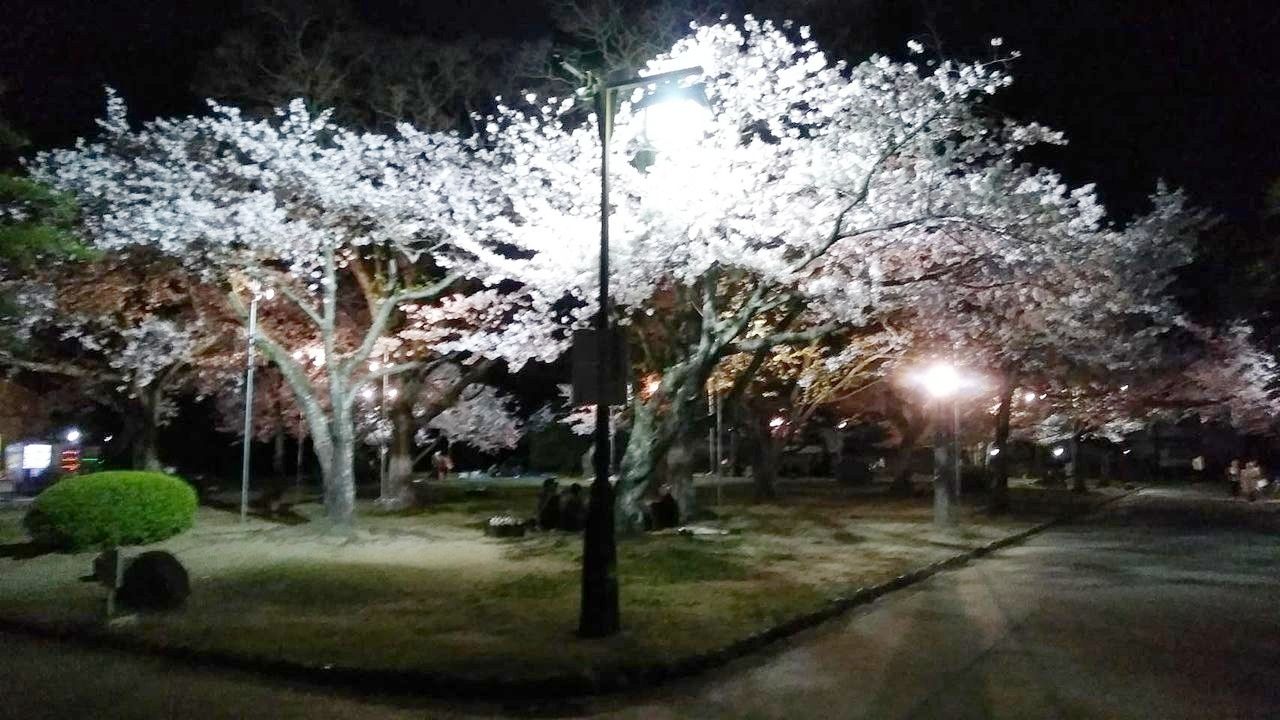 徳島城公園　桜